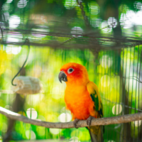 Striking orange colored bird with greenish wings on a branch inside a cage