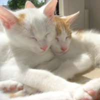 Two white cats with brown ears snuggles together