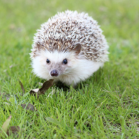 Grayish hedgehog on a grassy lawn