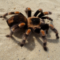 Black tarantula with brown stripe legs