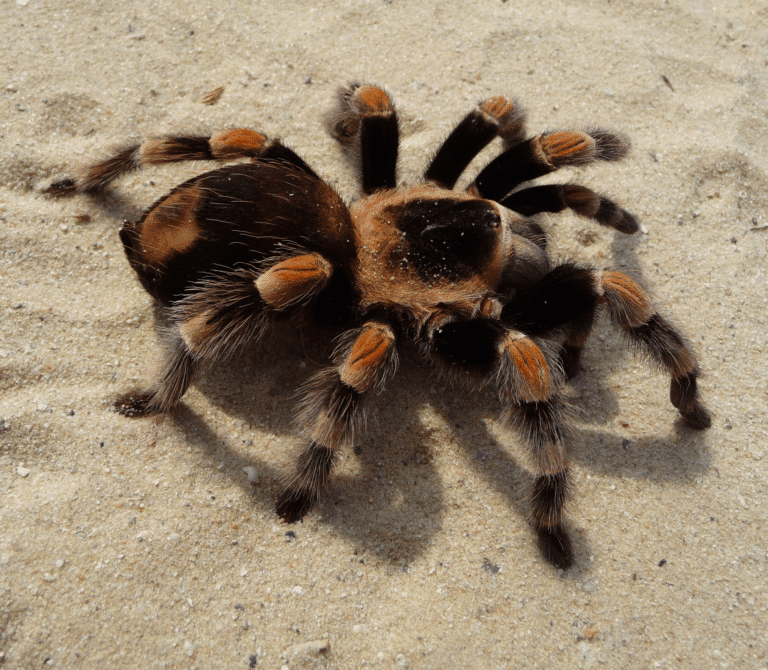 Black tarantula with brown stripe legs