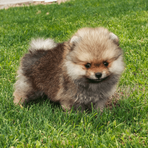Brownish Pomeranian dog on grassy yard