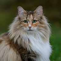 Brown hairy cat with fluffy ruff on the neck