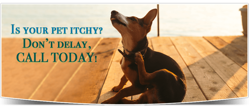 Is your pet itchy? Don't delay, call today!