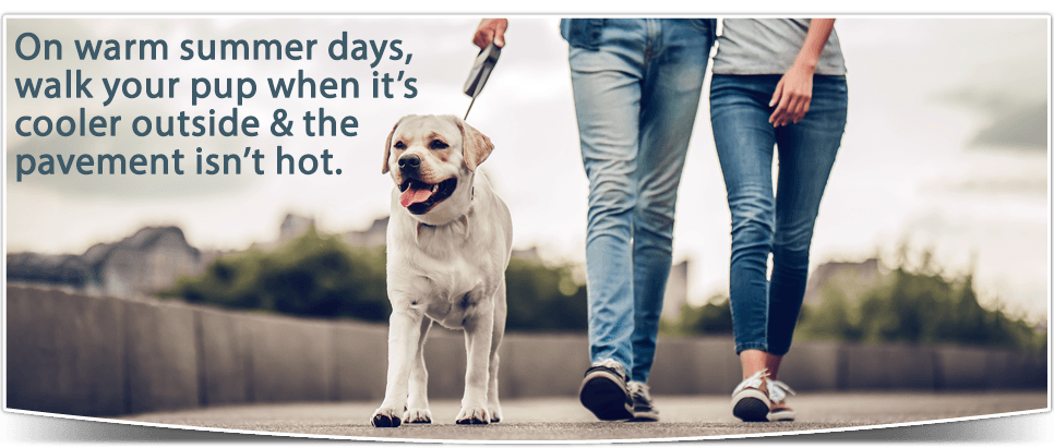 On warm summer days, walk your pup when it's cooler outside & the pavement isn't hot.