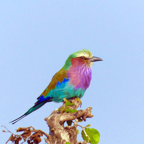 Colorful bird on top of a small brown branch