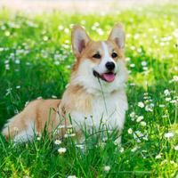 Brown corgi with white chest resting on grasses with small white flowers