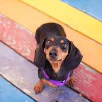 Black dachshund on a rainbow colored floor