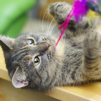 Gray tabby cat playing with a pink yarn
