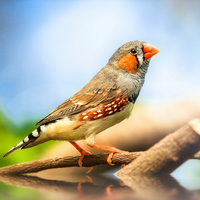 Finch bird with orange beak on a branch