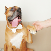 Brown bulldog gives a handshake