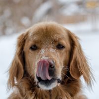 Winter pet care tips for your pup