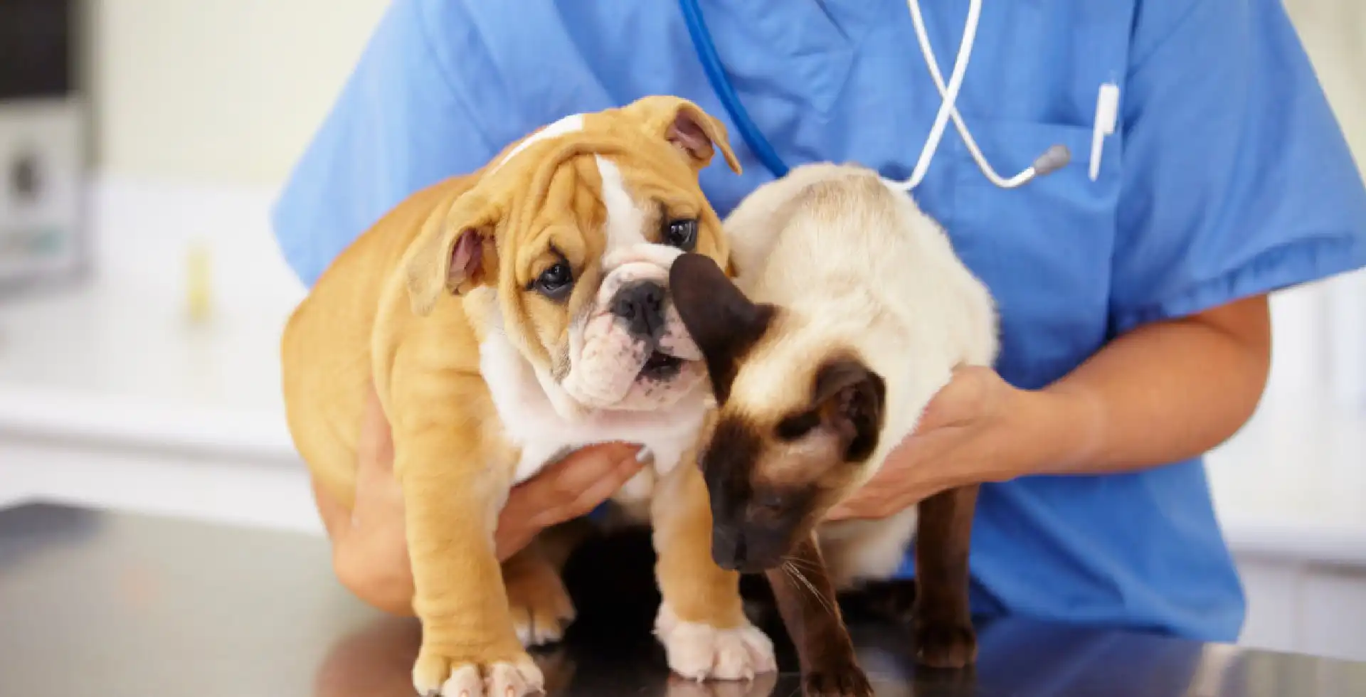 Our Veterinarians