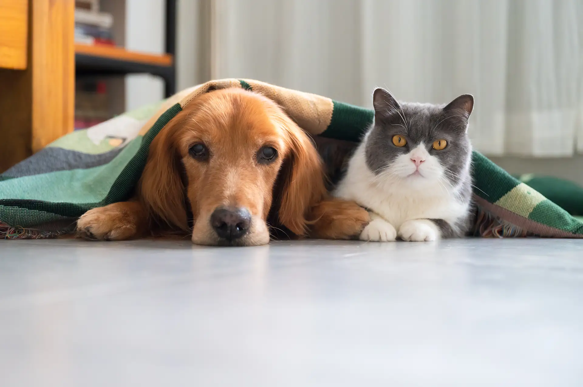 Puppy & Kitten Plans 