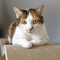 Calico cat