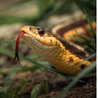 Close up of a snake head with tongue slithering out