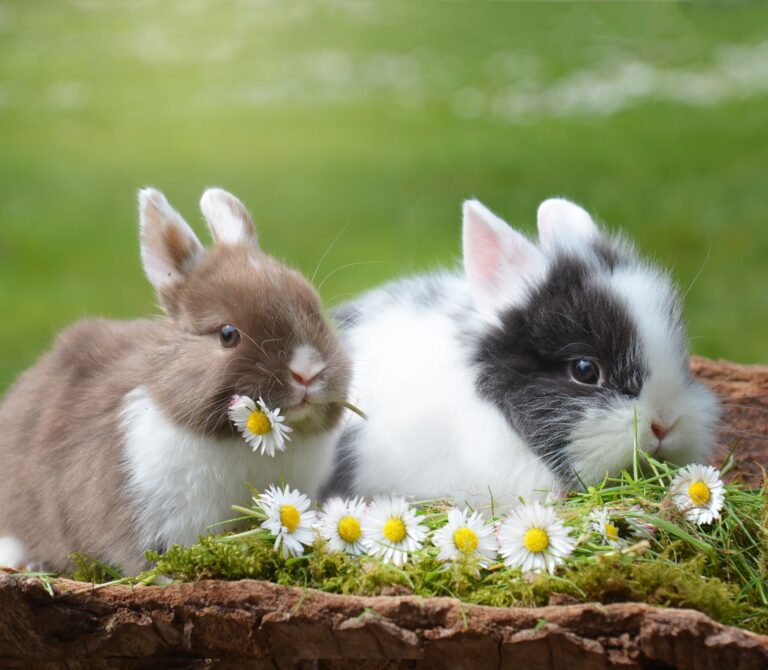 Two baby rabbits nipping on small white flowers