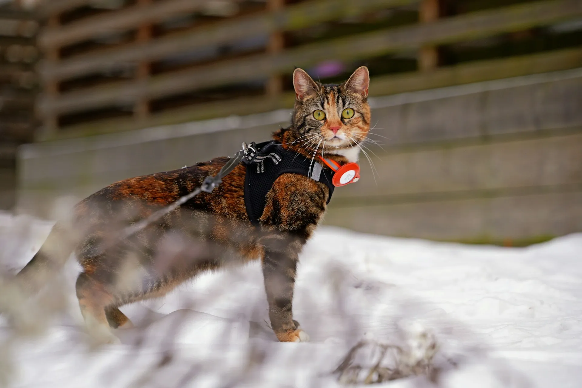A cat wearing a black harness stands in the snow.
