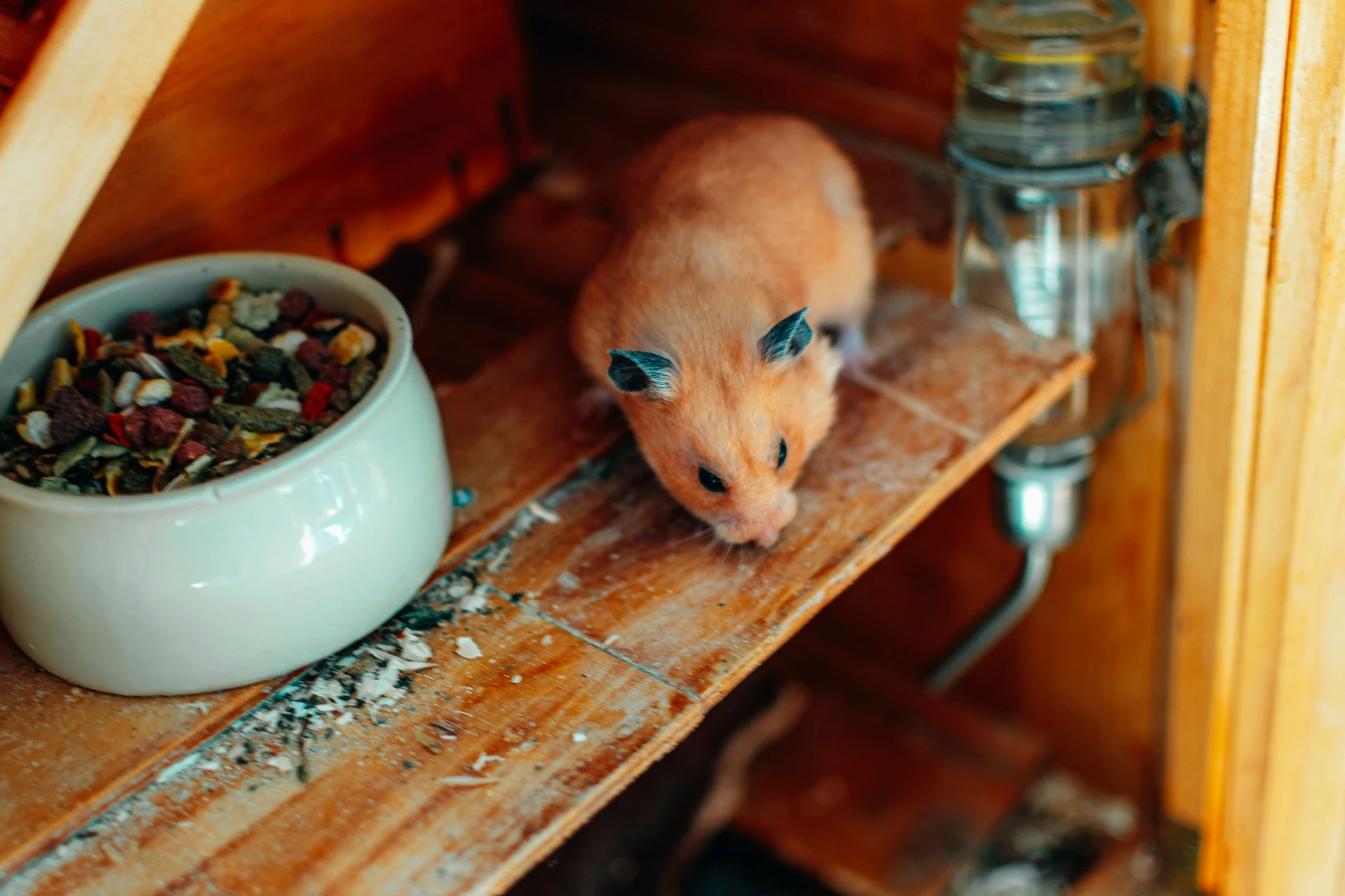 A golden-brown hamster explores its wooden enclosure, standing on a shelf near a bowl of colorful food and a glass water bottle.