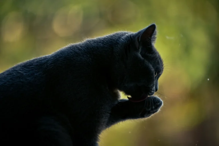 A black cat sits against a soft, golden-green blurred background.
