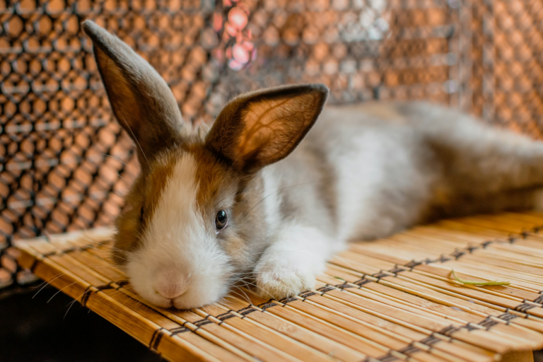 A brown and white rabbit with long, alert ears lies flat on a bamboo mat inside a wire enclosure.