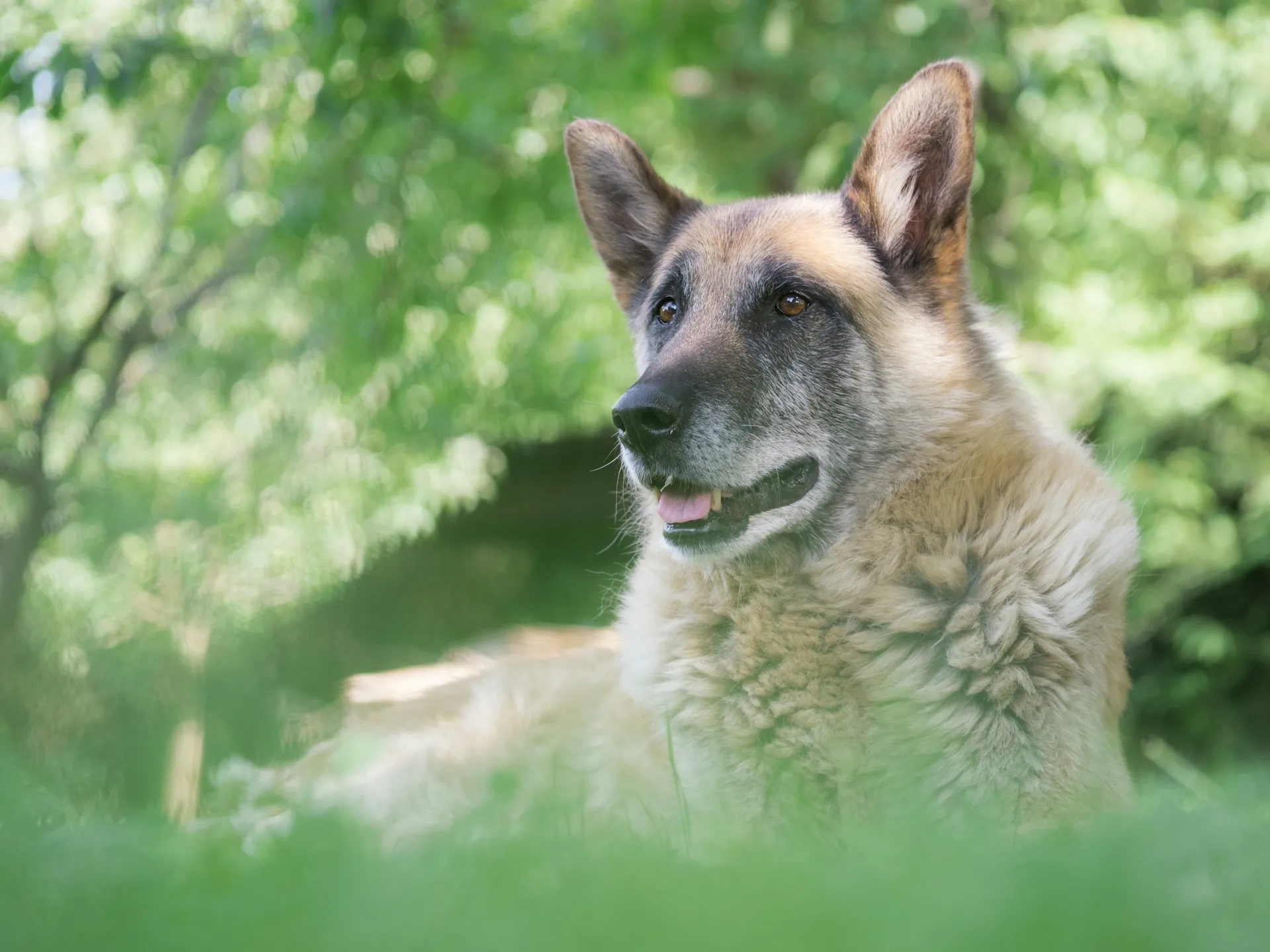 A close-up, low-angle shot of a tan and black German Shepherd lying in lush green grass.