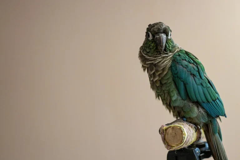 A close-up shot of a small green parrot with blue wing feathers perching on a wooden stand against a neutral, solid background.