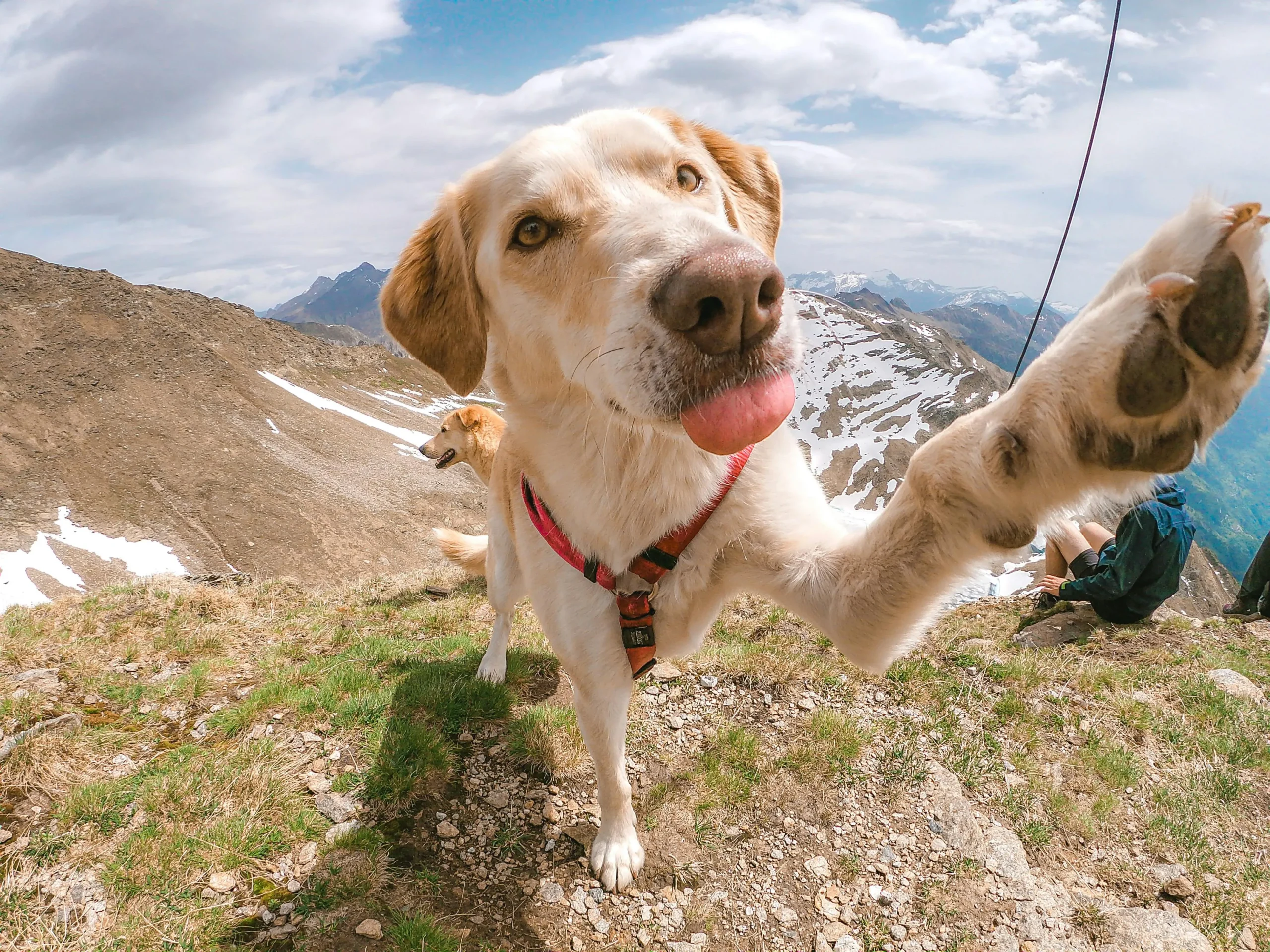 A close-up, wide-angle "selfie" perspective of a light-colored dog on a mountain peak, sticking its tongue out and reaching its paw toward the camera with snowy mountains in the background.