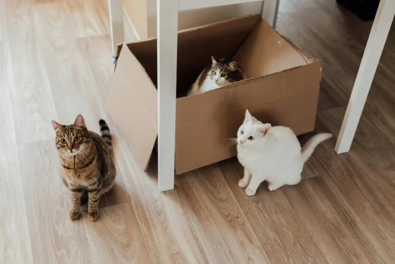 A brown tabby and a white cat sit on the wood floor and another peeks out from inside a cardboard box under a white table.