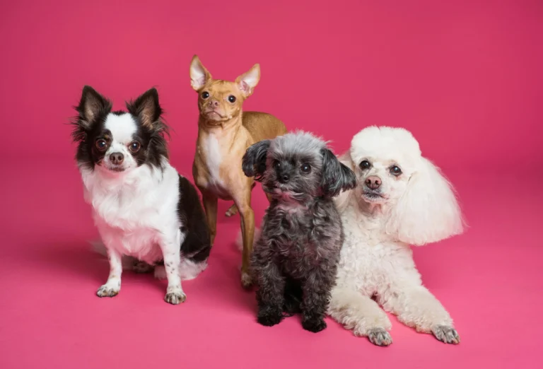 Four small, well-groomed dogs sit and lie together against a solid, vibrant pink background.