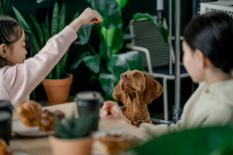 A brown, short-haired Vizsla dog sits at a table between two people.