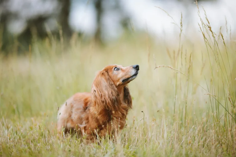 A long-haired, reddish-brown dachshund stands in a field of tall, dry grass.