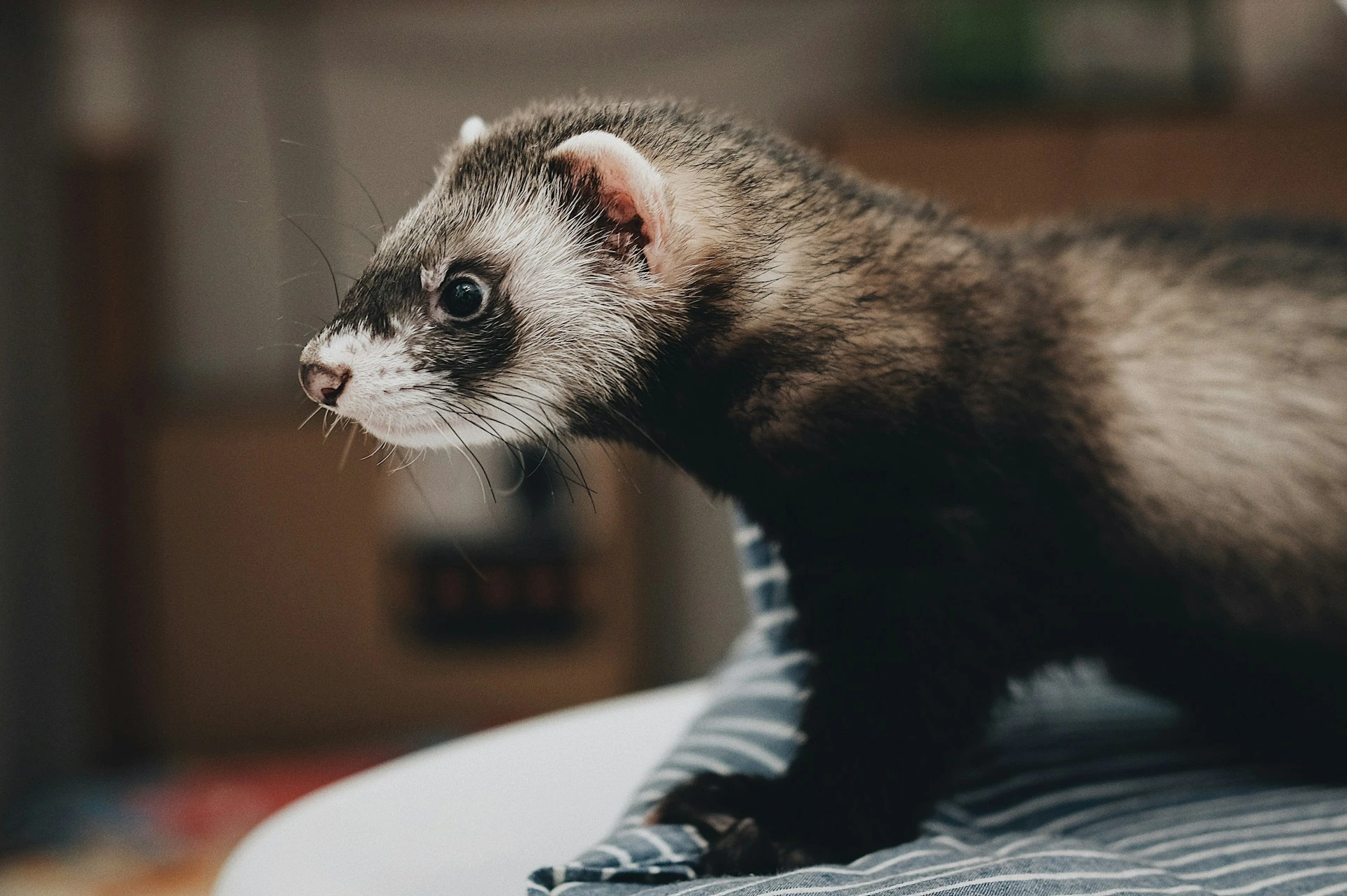 A sable ferret with a dark mask around its eyes stands on a blue and white striped surface.